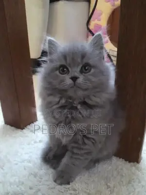 1-3 months Male Purebred Persian