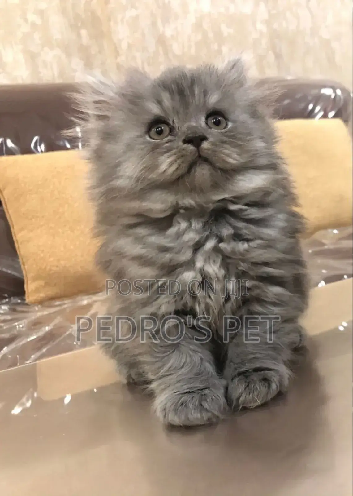 1-3 months Male Purebred Persian