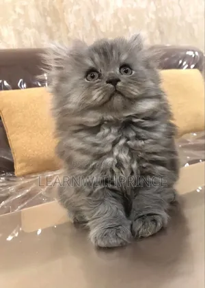 1-3 months Male Purebred Persian