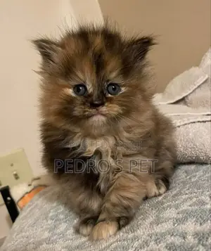 1-3 months Female Purebred Persian