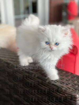 1-3 months Female Purebred Persian