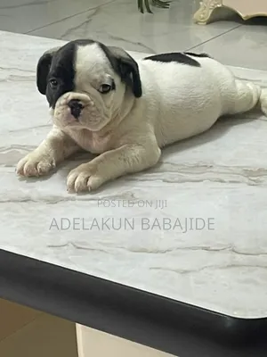 1-3 months Female Purebred French Bulldog
