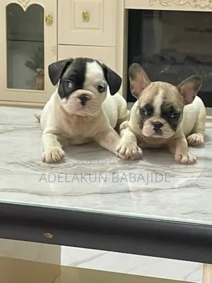 1-3 months Female Purebred French Bulldog