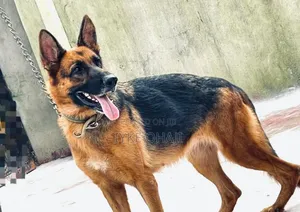 1+ year Female Purebred German Shepherd