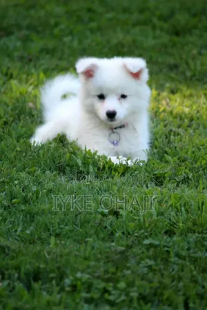 1-3 months Male Purebred American Eskimo