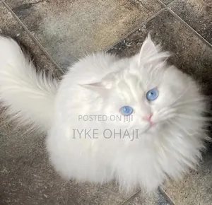 1-3 months Male Purebred Persian