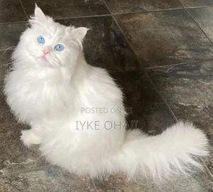 1-3 months Male Purebred Persian