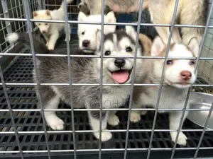 1-3 months Male Purebred Siberian Husky