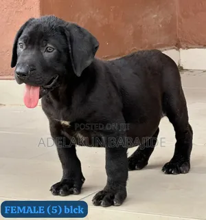 1-3 months Female Purebred Boerboel