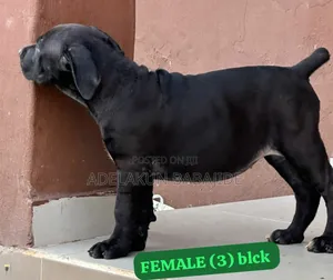1-3 months Female Purebred Boerboel