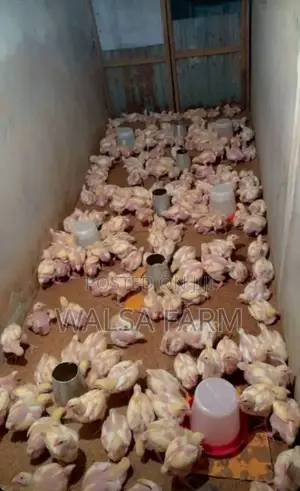 3 Weeks Broilers Is Available