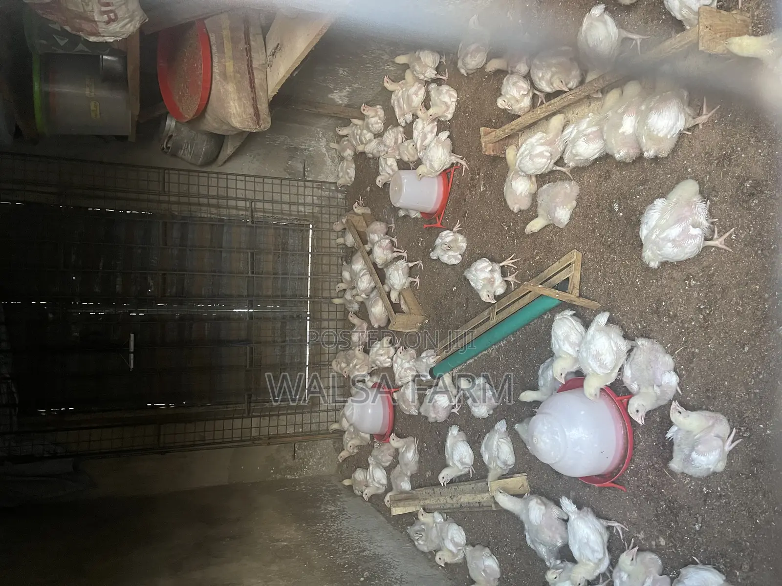 3 Weeks Broilers Is Available