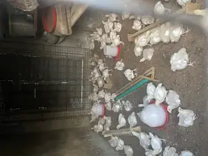 3 Weeks Broilers Is Available