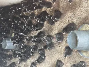 4 Weeks Black Cockerel, Also Known as Plymouth Rock