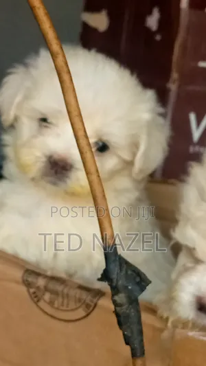 1-3 months Female Purebred Lhasa Apso