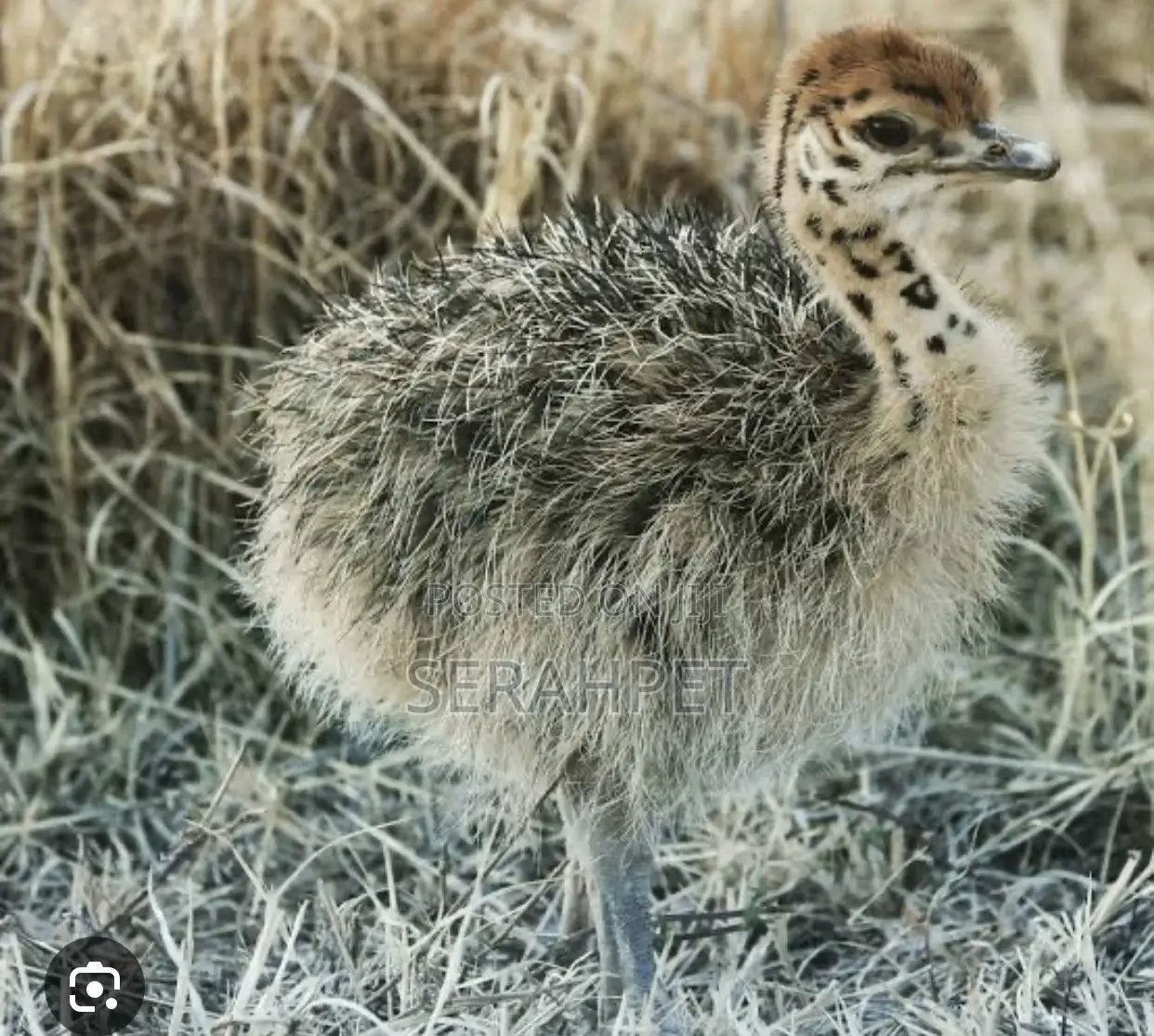 Ostrich Birds for Sale
