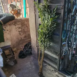 Olive Plant