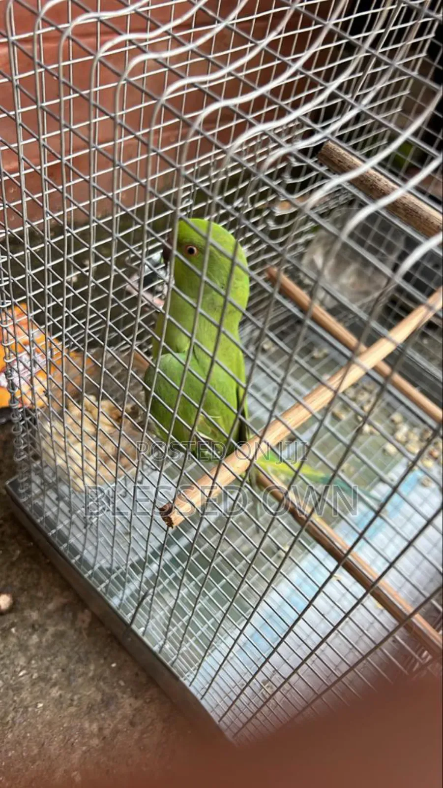 Indian Ring Neck (Parakeet)