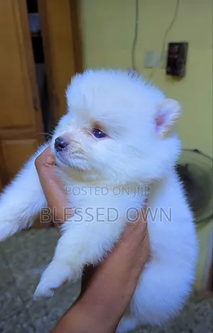 3-6 months Female Purebred Dog