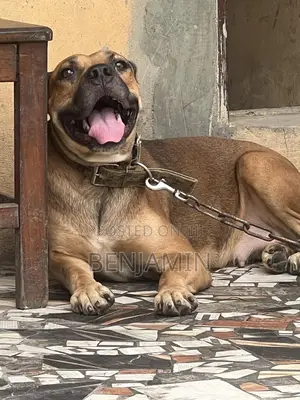 1+ year Female Purebred Boerboel