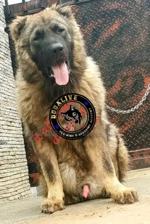 1+ year Male Purebred Caucasian Shepherd