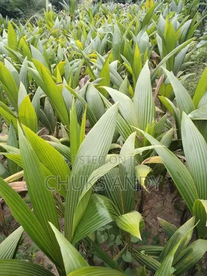 Hybrid Dwarf Coconut Seedlings