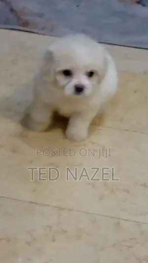 1-3 months Female Purebred Lhasa Apso