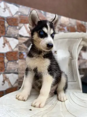 1-3 months Male Purebred Siberian Husky
