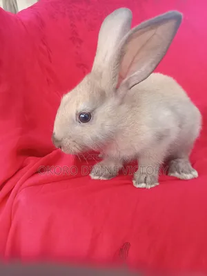 Exotic Bunnies