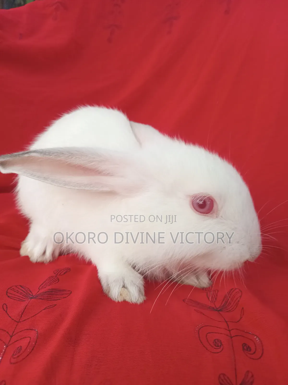 Exotic Bunnies