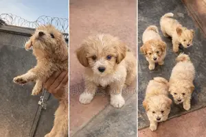 1-3 months Female Purebred Lhasa Apso