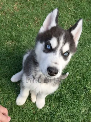 1-3 months Female Purebred Siberian Husky
