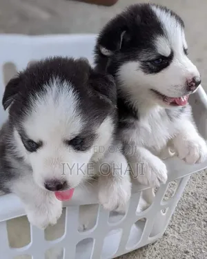 1-3 months Male Purebred Siberian Husky