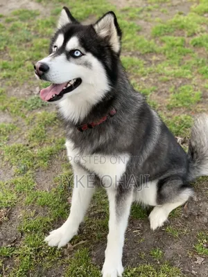 1+ year Female Purebred Siberian Husky