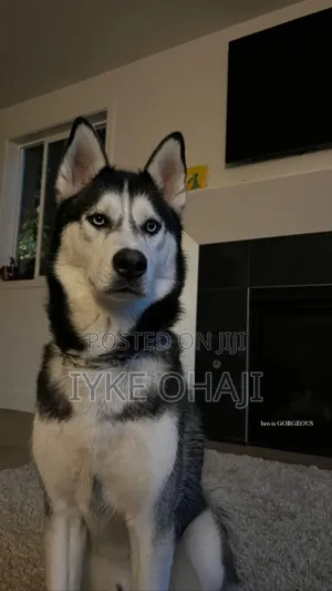 1+ year Female Purebred Siberian Husky