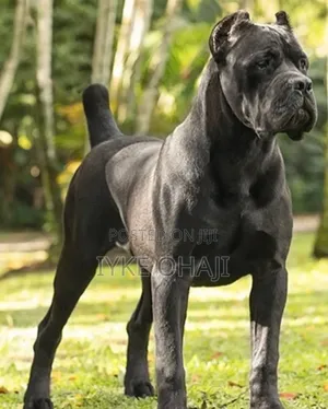 1+ year Male Purebred Cane Corso