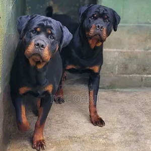 1-3 months Male Purebred Rottweiler