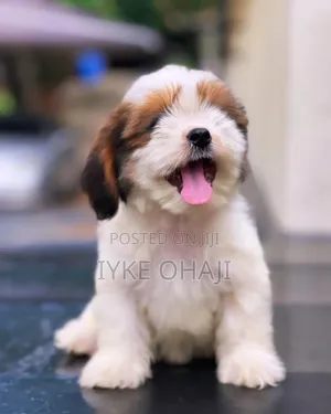 1-3 months Male Purebred Lhasa Apso