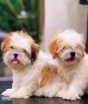 1-3 months Male Purebred Lhasa Apso