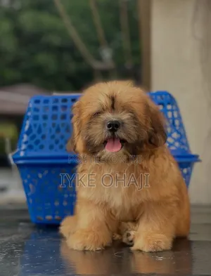 1-3 months Male Purebred Lhasa Apso