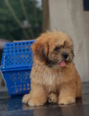 1-3 months Male Purebred Lhasa Apso