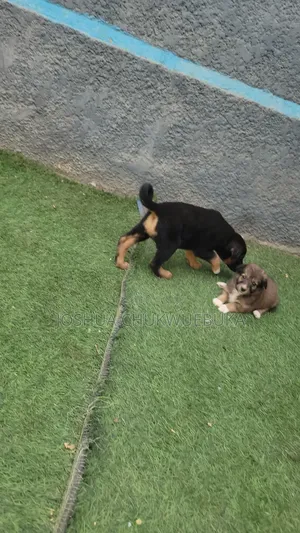 1-3 months Male Purebred German Shepherd