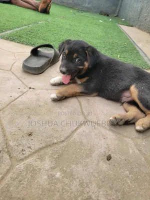 1-3 months Male Purebred German Shepherd