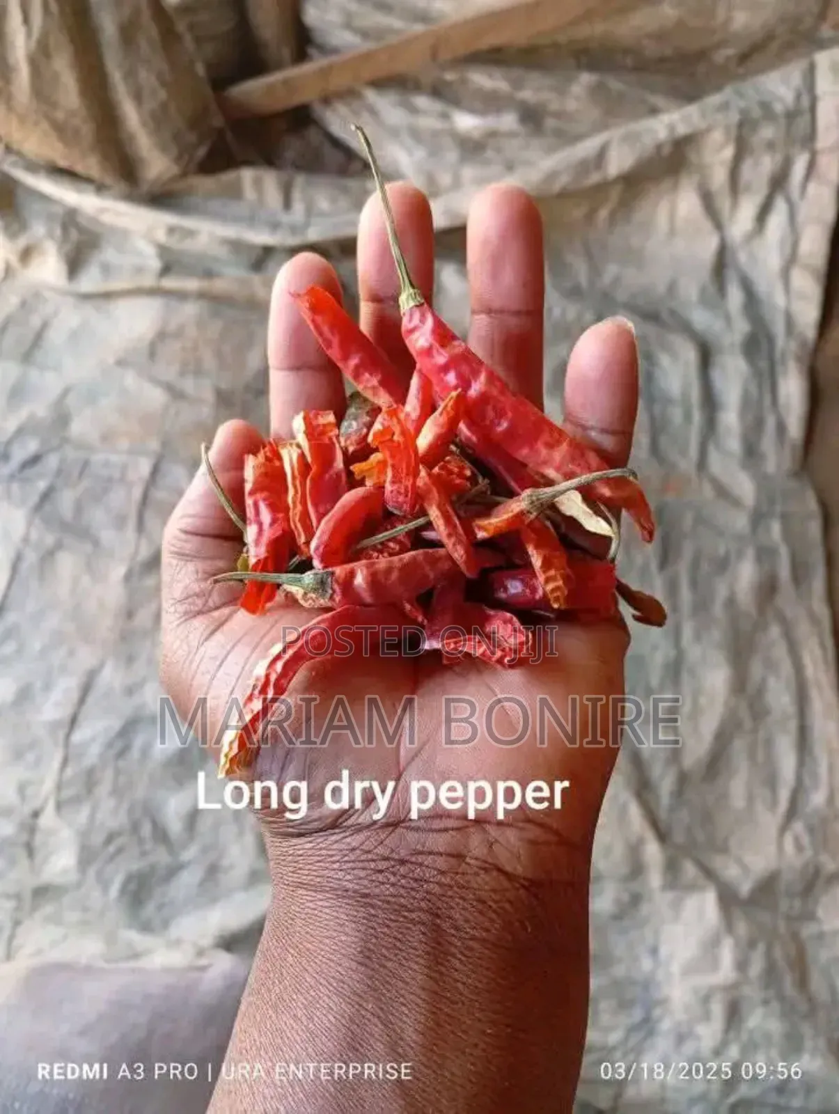 Long Chili Pepper