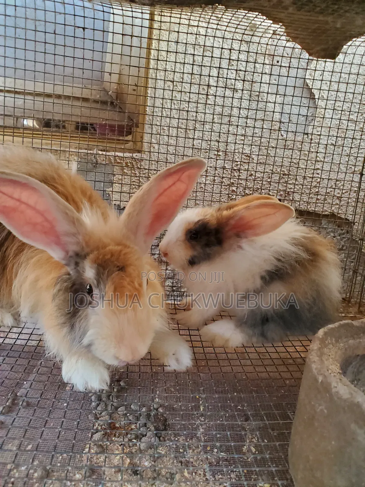 Bunnies Available