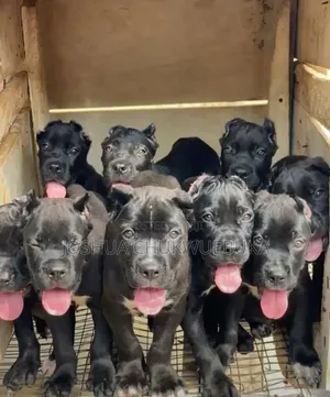 1-3 months Female Purebred Cane Corso