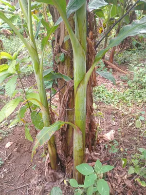 Plantain Farm for Rent