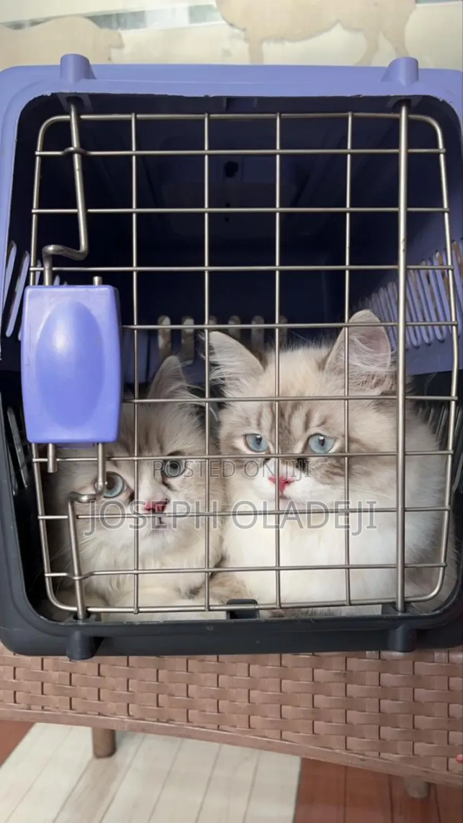 1-3 months Male Purebred Persian