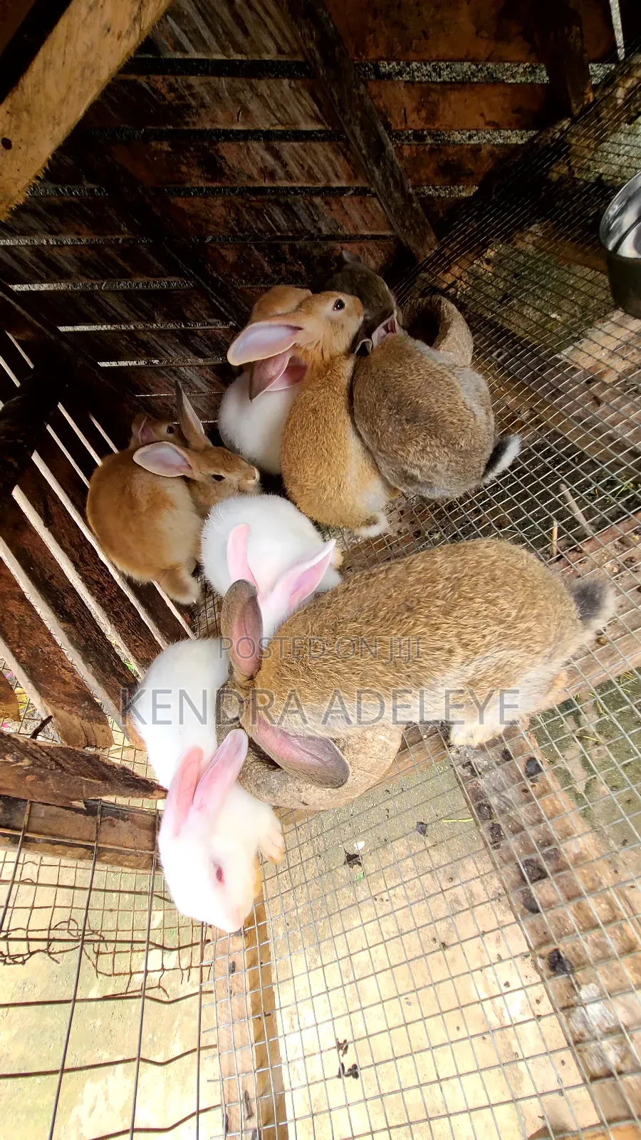 High Quality Rabbits for Sale in Abule Egba - Farm Animals, Kendra ...