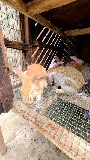 High Quality Rabbits for Sale in Abule Egba - Farm Animals, Kendra ...